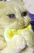 Image result for Stressed Crying Cat Meme