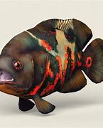 Image result for Physical Model of Fish Realistic