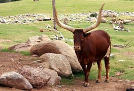 Image result for Watusi Cattle