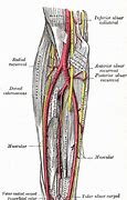 Image result for Radial Artery Pulse