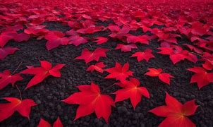 Image result for Red Apple Ground Cover