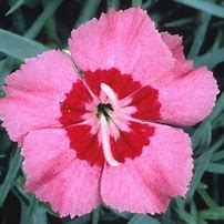 Image result for Dianthus Pixie Star