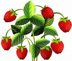Image result for Strawberry Vine Clip Art