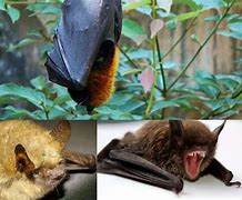 Image result for What Do Bats Eat