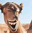 Image result for Hump Day Camel Images