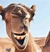 Image result for Hello Happy Hump Day Friends