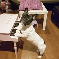 Image result for Living Room with Dog Piano