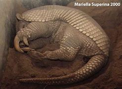 Image result for Largest Armadillo