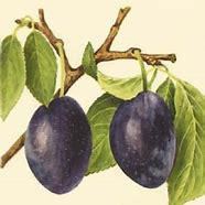 Image result for Prunus domestica Altesse Simple