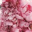 Image result for Peony iPhone Wallpaper