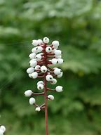 Image result for Actaea pachypoda