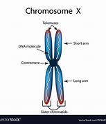 Image result for Chromosome Labeled
