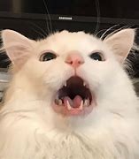 Image result for Funny Cat Yelling