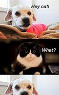 Image result for Funny Animals Things