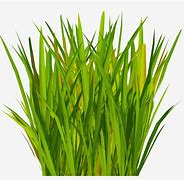 Image result for 2D Grass Texture