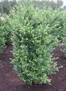 Image result for Ilex crenata Dark Green