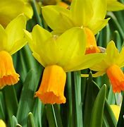 Image result for Narcissus Jetfire