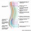 Image result for Spinal Cord and Nervous System