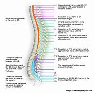 Image result for Spinal Cord Levels