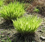 Image result for Molinia caerulea Variegata