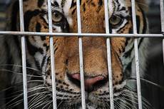 tigre in gabbia getting to the thailand s infamous tiger tigre in gabbia getting to the thailand s infamous tiger