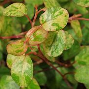 Image result for Muehlenbeckia complexa Pink Camouflage