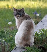Image result for Ferral Cats of Greece