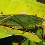 Image result for katydid