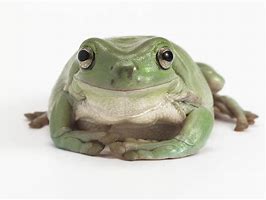 Image result for Smiling Frog White Background