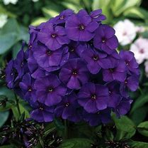 Image result for Phlox paniculata Famous Light Purple