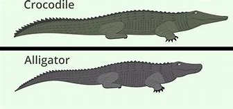 Image result for Crocodile vs Alligator Drawing