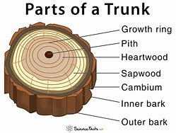 Image result for Label Parts of a Tree