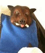 Image result for Fruit Bat Eating Banana