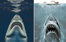 Image result for Great White 30 Images