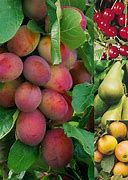 Image result for Mixed Fruit Orchard