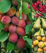 Image result for Fruit Bag Large Orchard