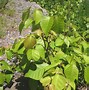 Image result for Toxicodendron