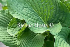 Image result for Hosta Space Odyssey