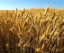 Image result for Grain in Photo Shoot