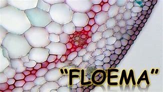 Image result for floema