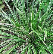 Image result for Carex morrowii
