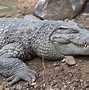 Image result for New Guinea Crocodile
