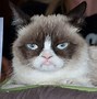 Image result for Sad Cat Meme Background