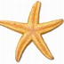 Image result for Starfish Drawing Clip Art
