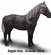 Image result for Icelandic Horse