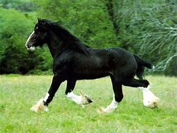 Image result for Black and White Horse Racing Picture