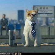 Image result for Business Cat Meme Generator