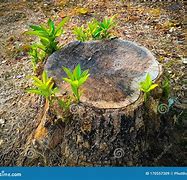 Image result for Tree Growing Out of Stump