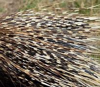 Image result for Porcupine Shoot Quills
