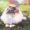 Image result for Ragdoll Kittens